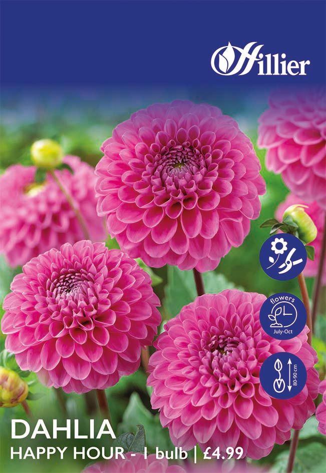 8718641998793 1 HS932 Dahlia Happy Hour.jpg